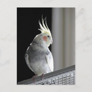 Pied Cockatiel Vykort