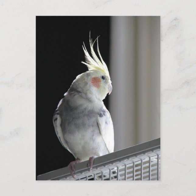 Pied Cockatiel Vykort (Framsida)