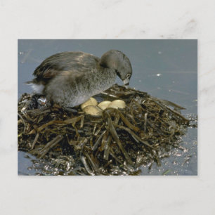 Pied-fakturerad grebe med bo vykort
