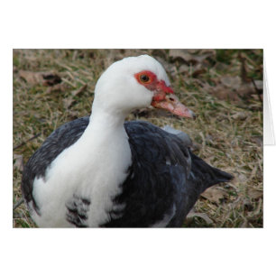Pied Muscovy Hen Hälsningskort