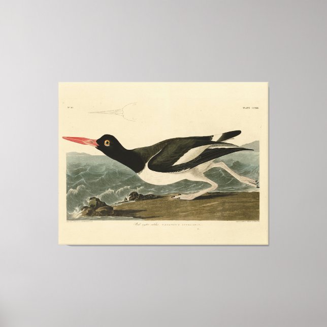 Pied oyster-catcher - Audubon's Birds of America Canvastryck (Framsida)