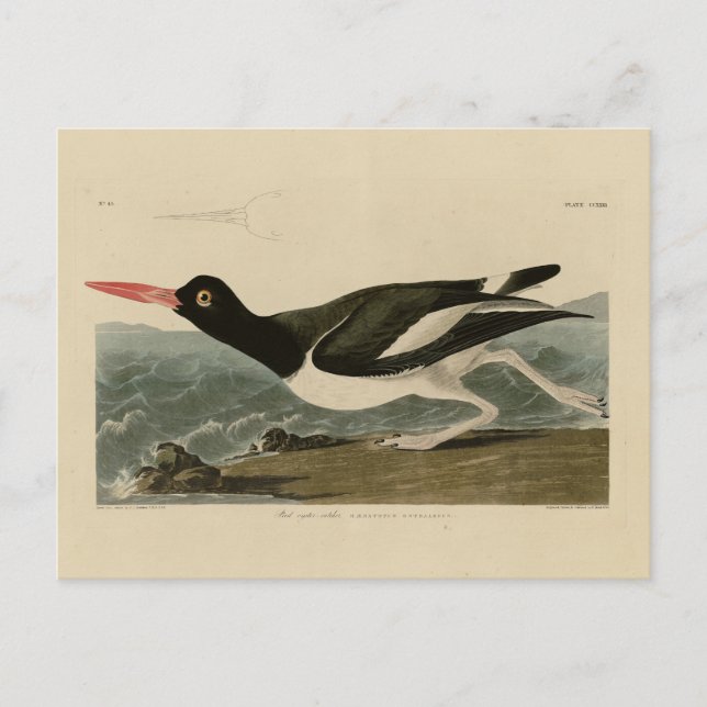 Pied oyster-catcher - Audubon's Birds of America Vykort (Framsida)