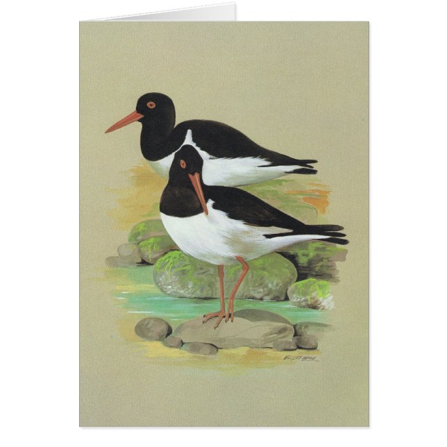 Pied Oystercatcher - Haematopusostralegus Hälsningskort (Framsidan)