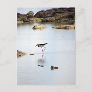 Pied Stilt Vykort