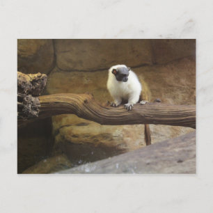 Pied Tamarin # 2 Vykort