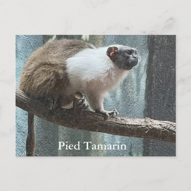 Pied Tamarin-vykort Helg Vykort (Framsida)