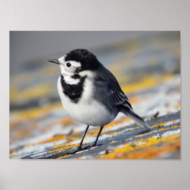 Pied Wagtail Poster (Framsidan)