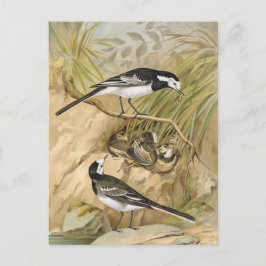 Pied Wagtail-Vintage Bird Illustration Vykort