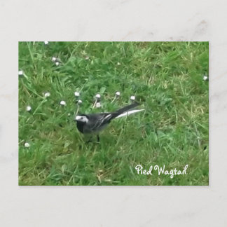 Pied Wagtail Vykort