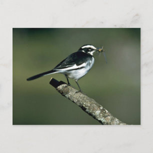 Pied Wagtail Vykort