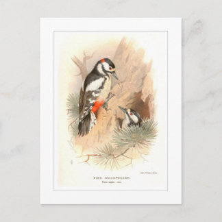 Pied Woodpecker Vykort