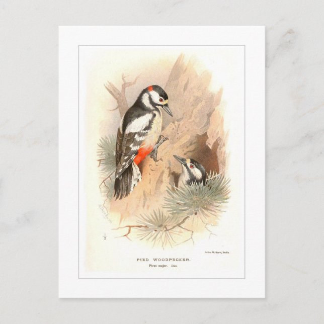 Pied Woodpecker Vykort (Framsida)