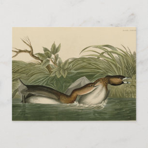 Pieducerad grebe från Audubon's Birds of America Vykort