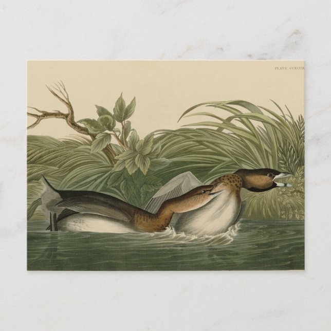 Pieducerad grebe från Audubon's Birds of America Vykort (Framsida)