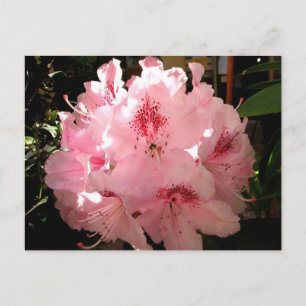 Pienza, Italien Vykort