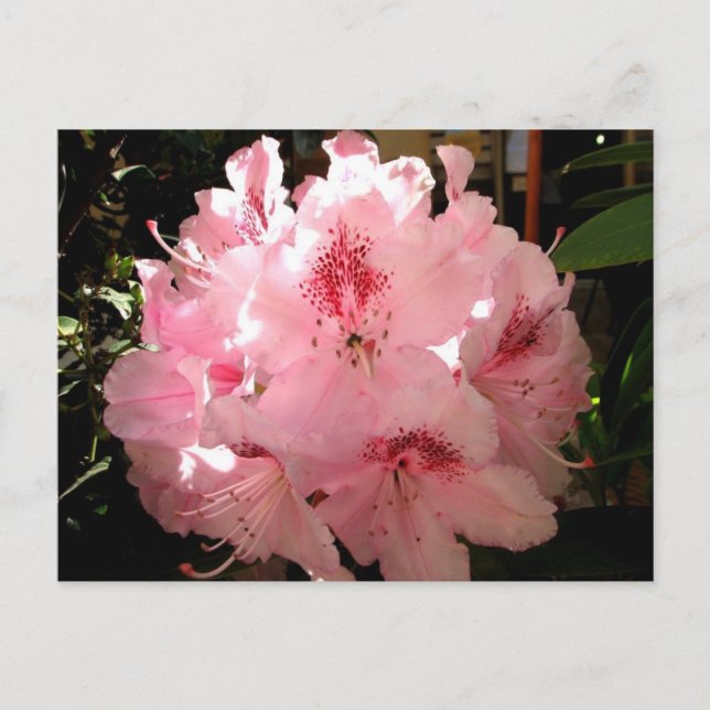 Pienza, Italien Vykort (Framsida)