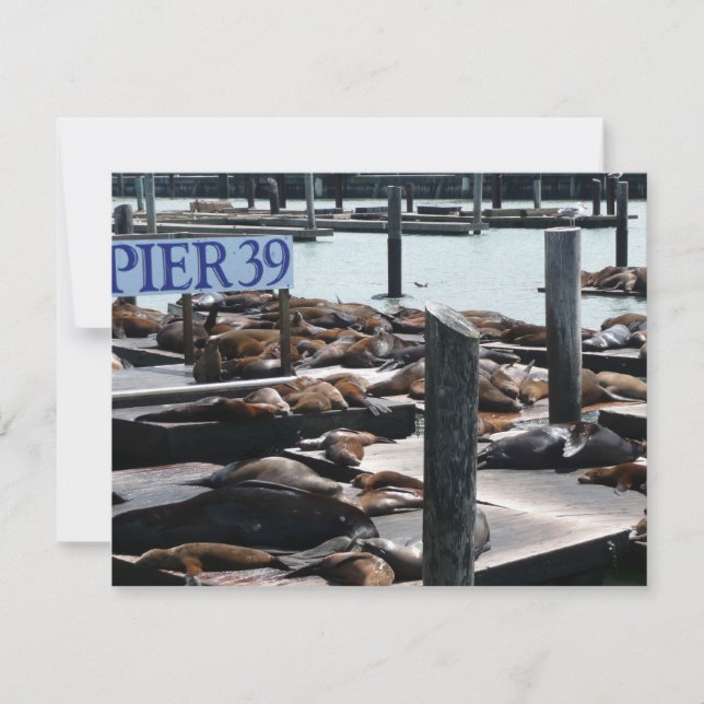 Pier 39 Sea Lejon (Framsida)