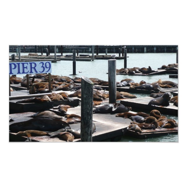 Pier 39 Sea Lejon Fototryck (Framsidan)