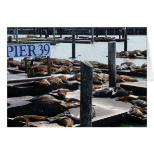 Pier 39 Sea Lejon Hälsningskort