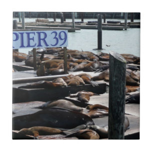 Pier 39 Sea Lejon Kakelplatta