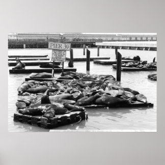 Pier 39 Sea Lejon poster