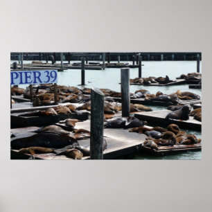 Pier 39 Sea Lejon Poster
