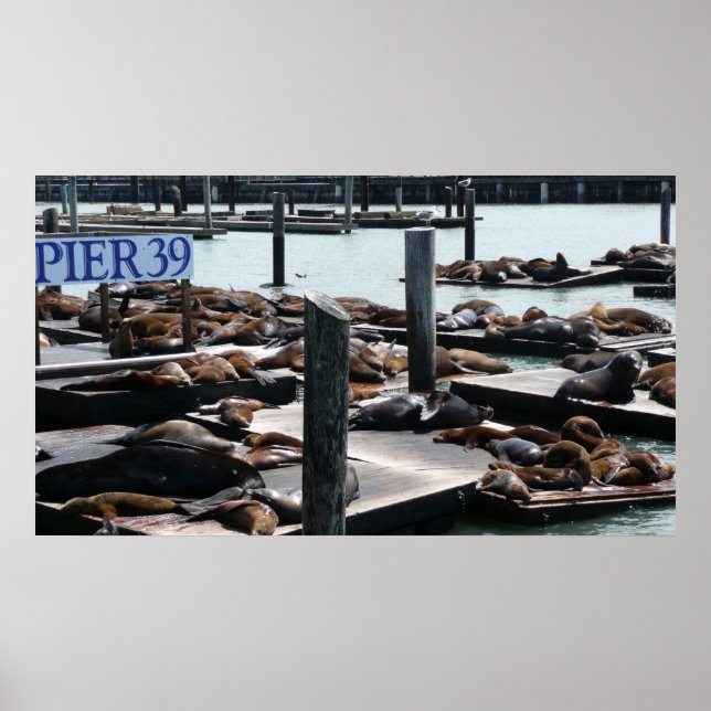 Pier 39 Sea Lejon Poster (Framsidan)