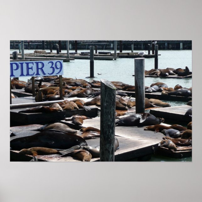 Pier 39 Sea Lejon Poster (Framsidan)