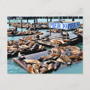 Pier 39 Sea Lejon San Francisco Kalifornien Vykort