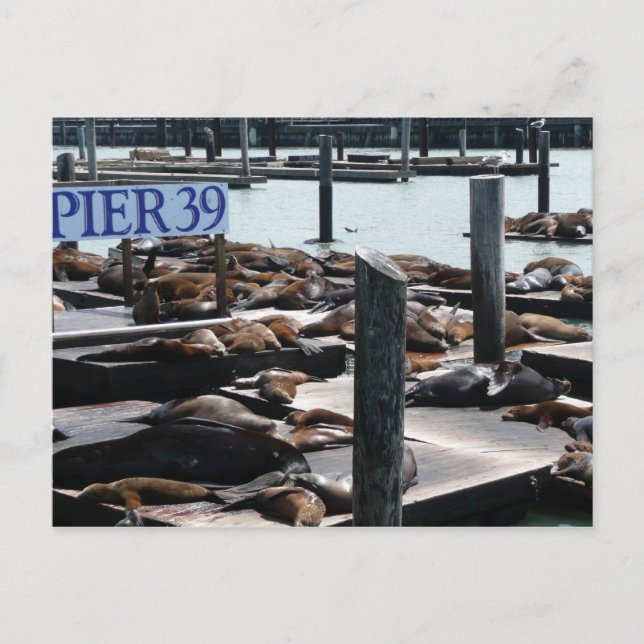 Pier 39 Sea Lejon Vykort (Framsida)