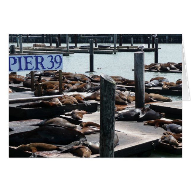 Pier 39 Sjölejon Hälsningskort (Framsidan Horizontal)