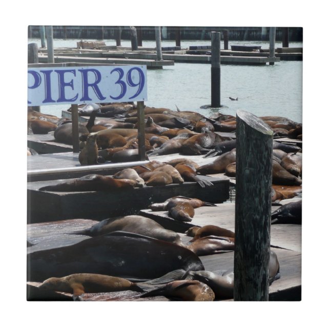 Pier 39 Sjölejon Kakelplatta (Framsidan)