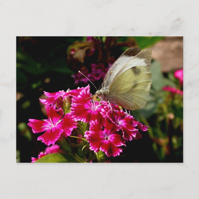 Pieris brassicae vykort (Framsida)