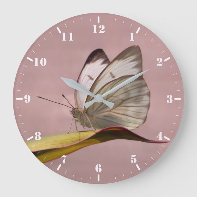 Pieris-trädgårdsvit fjäril stor klocka (Framsida)