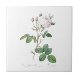 PIERRE-JOSEPH REDOUTÉ ’CABBAGE RO’ CERAMIC TILE KAKELPLATTA