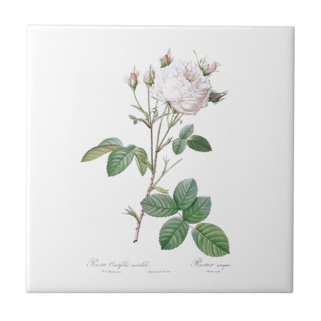 PIERRE-JOSEPH REDOUTÉ ’CABBAGE RO’ CERAMIC TILE KAKELPLATTA (Framsidan)