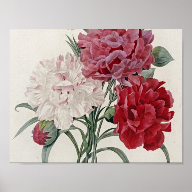 Pierre Joseph Redoute - Carnations Poster (Framsidan)