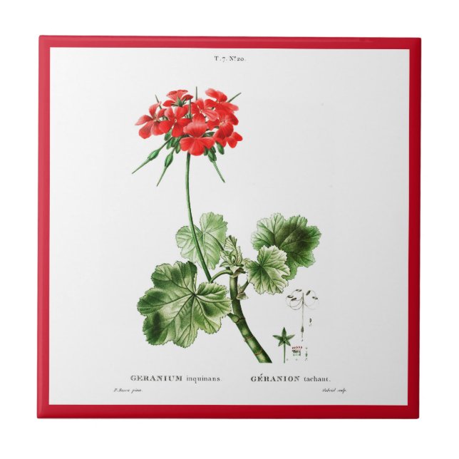 PIERRE-JOSEPH REDOUTÉ ’RED GERANIUM’ CERAMIC TILE KAKELPLATTA (Framsidan)