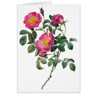 Pierre Joseph Redoute Ro Hälsningskort