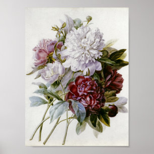 Pierre Joseph Redoute - Röda Peoniers Bouquet Poster