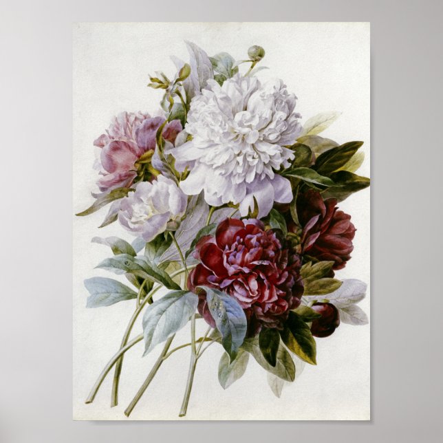 Pierre Joseph Redoute - Röda Peoniers Bouquet Poster (Framsidan)