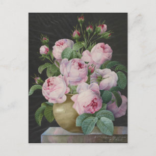 Pierre Joseph Redoute - Rosa ros i A Vas Vykort