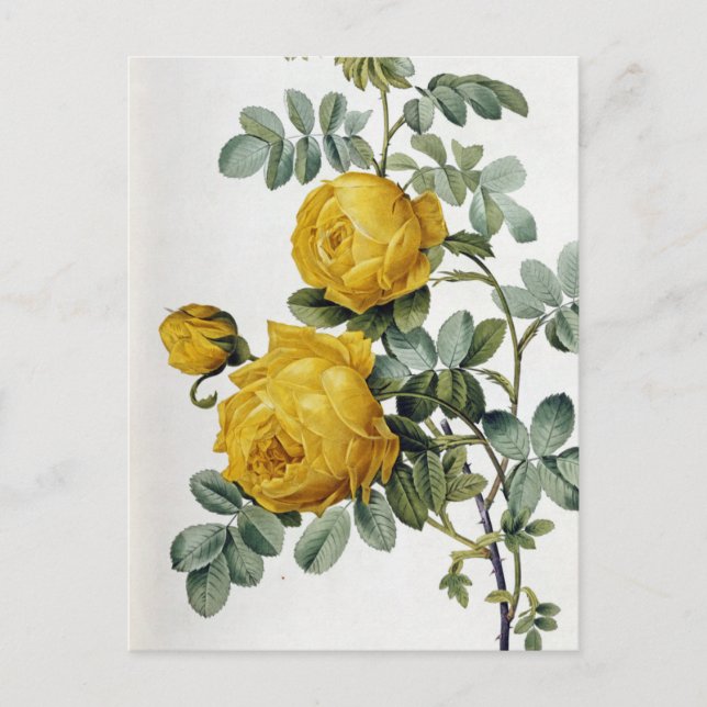Pierre Joseph Redoute - Rosa Sulfurea Vykort (Framsida)