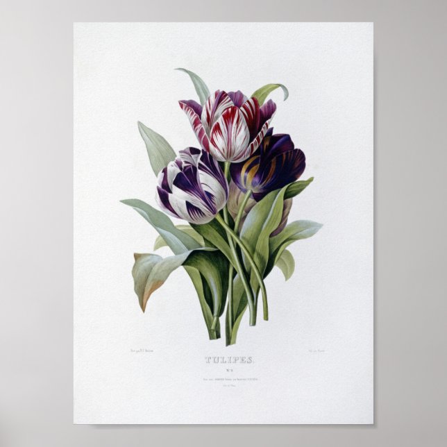 Pierre Joseph Redoute - Tulips Poster (Framsidan)