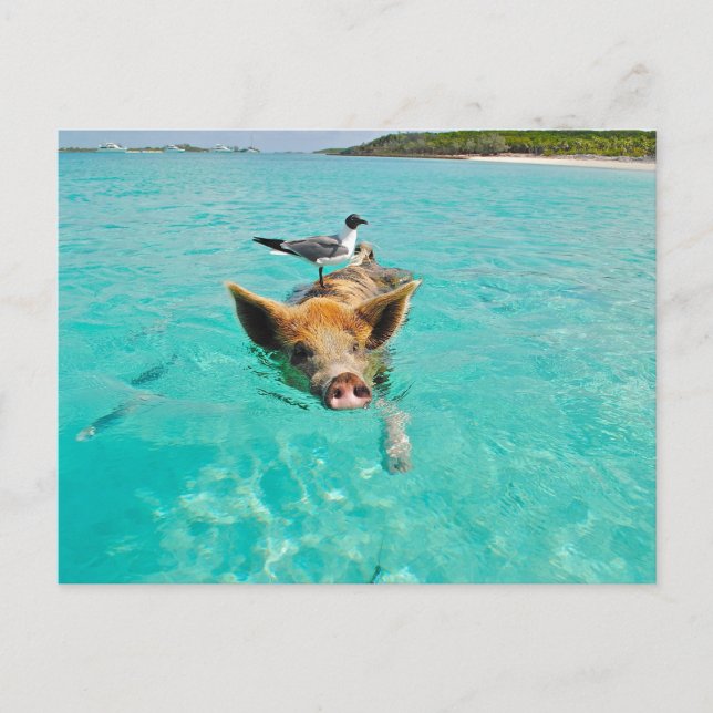 PIG SEAGULL SEA FUN POSTCROSSING VYKORT (Framsida)