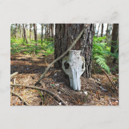 pig skull in the forest - caveira de porco vykort