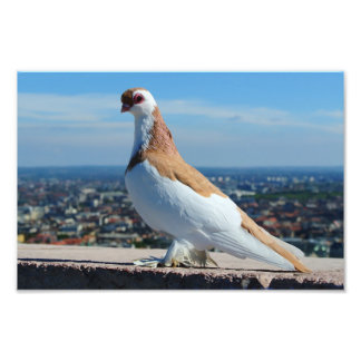 Pigeon à Budapest Fototryck