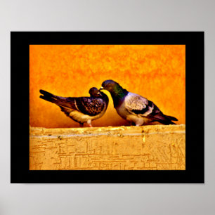 Pigeon Älskare Poster