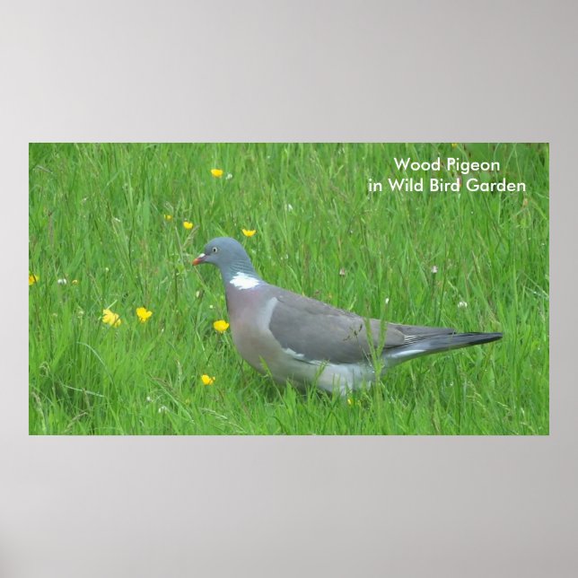 Pigeon-bild för poster (Framsidan)