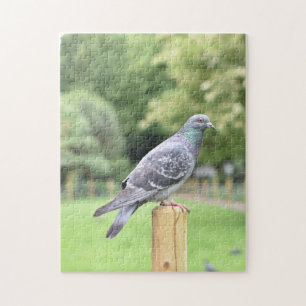 Pigeon Duncan Terrace Gardens Islington London UK Pussel